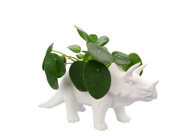 Pot de fleur Dinosaure Tricérapot Bitten – Cache-pot original