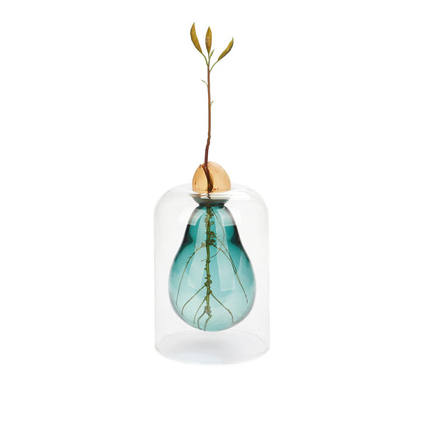 Vase de germination Avocado Vase