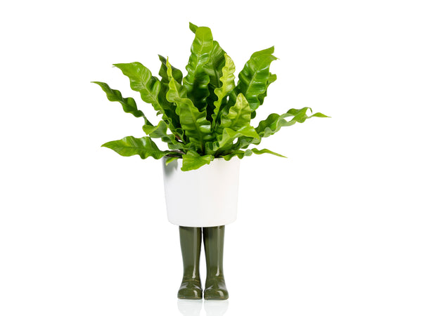Pot de Fleur Bottes Wellington Vert – Grand – Bitten