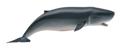 Collecta Animaux marins (M): CACHALOT PYGMÉE 15.2x3.8cm