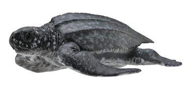 Collecta Animaux marins (M): TORTUE LUTH 8.5x3cm
