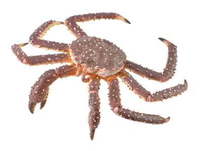 Collecta Animaux marins (XL): CRABE ROYAL 12.4x3.6cm