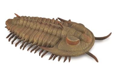 Collecta Préhistoire (L): REDLICHIA REX TRILOBITE 9.5x2.4cm