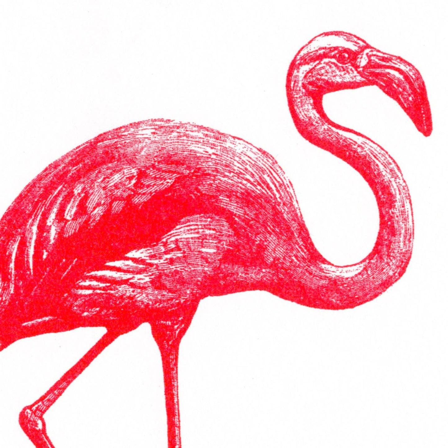 Pink Flamingo Postcard