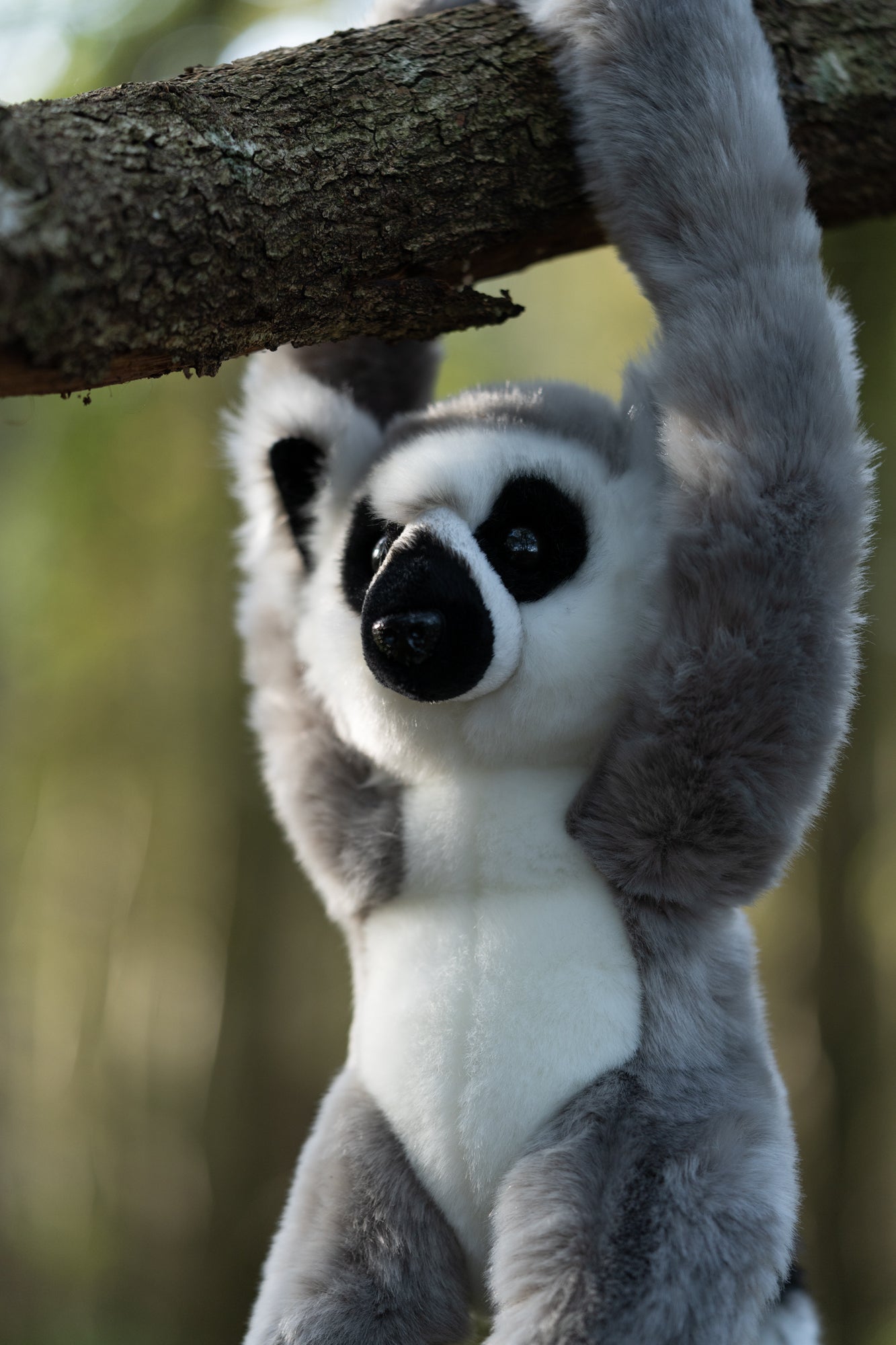 ANIMIGOS WORLD OF NATURE RING-TAILED LEMUR HANGING