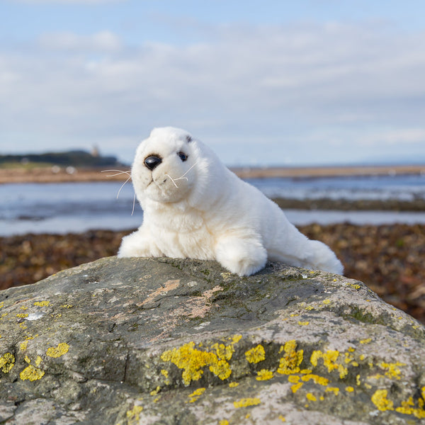 ANIMIGOS THE WORLD OF NATURE BABY SEAL