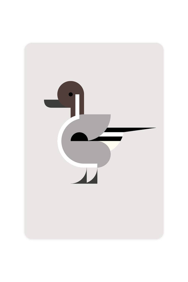 Postcard with Pintail