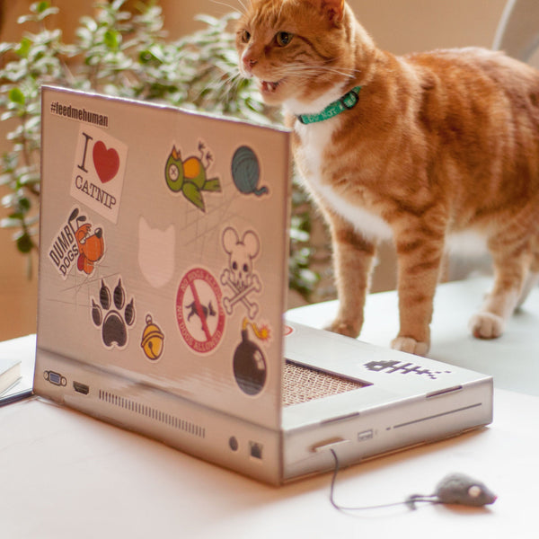 Laptop Scratching Cat