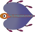 Peluche Bladderfish