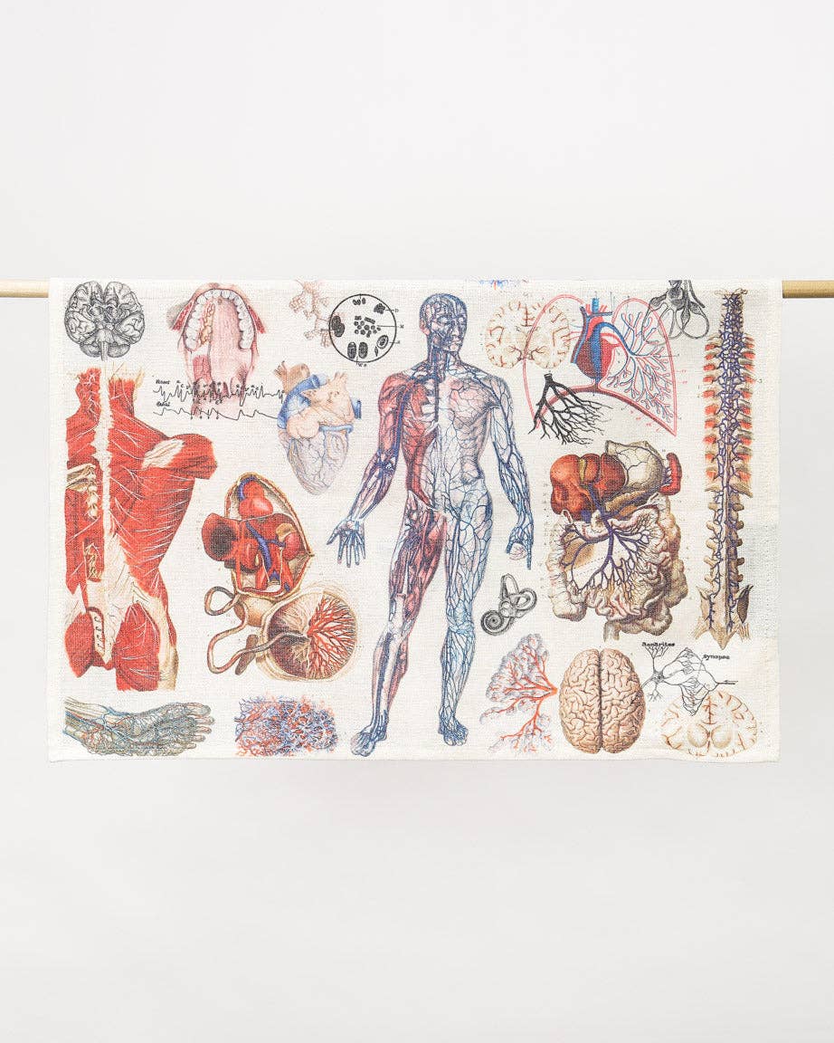Strofinaccio anatomico