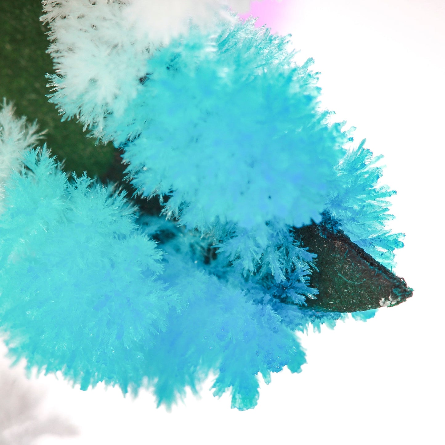 GROWING MAGIC TREE