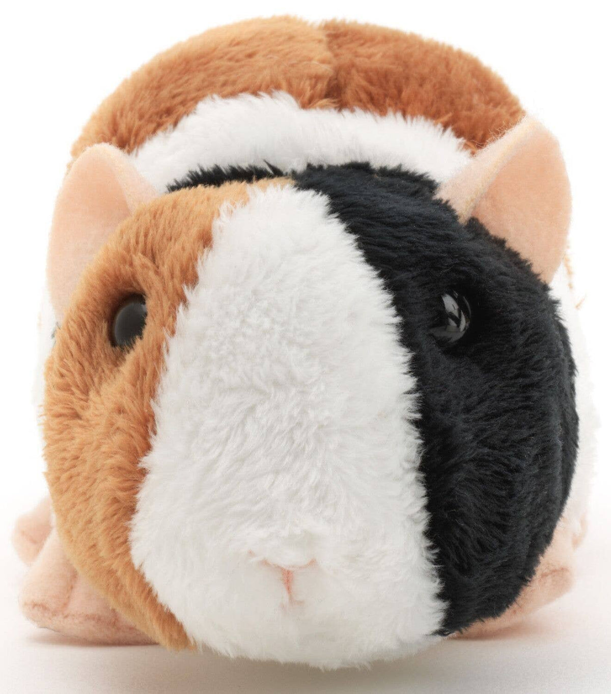 Guinea pig and black-brown guinea pig