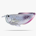 124 Silver Arowana