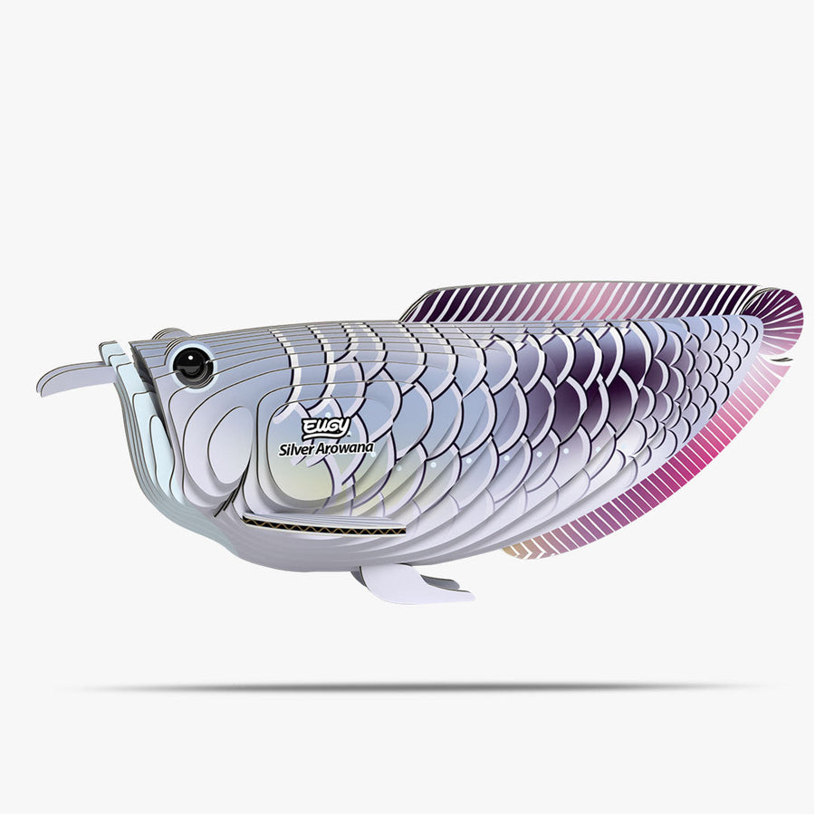 Arowana argentato