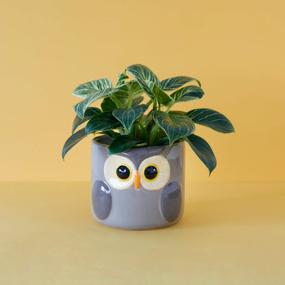 Pot de fleurs Owl