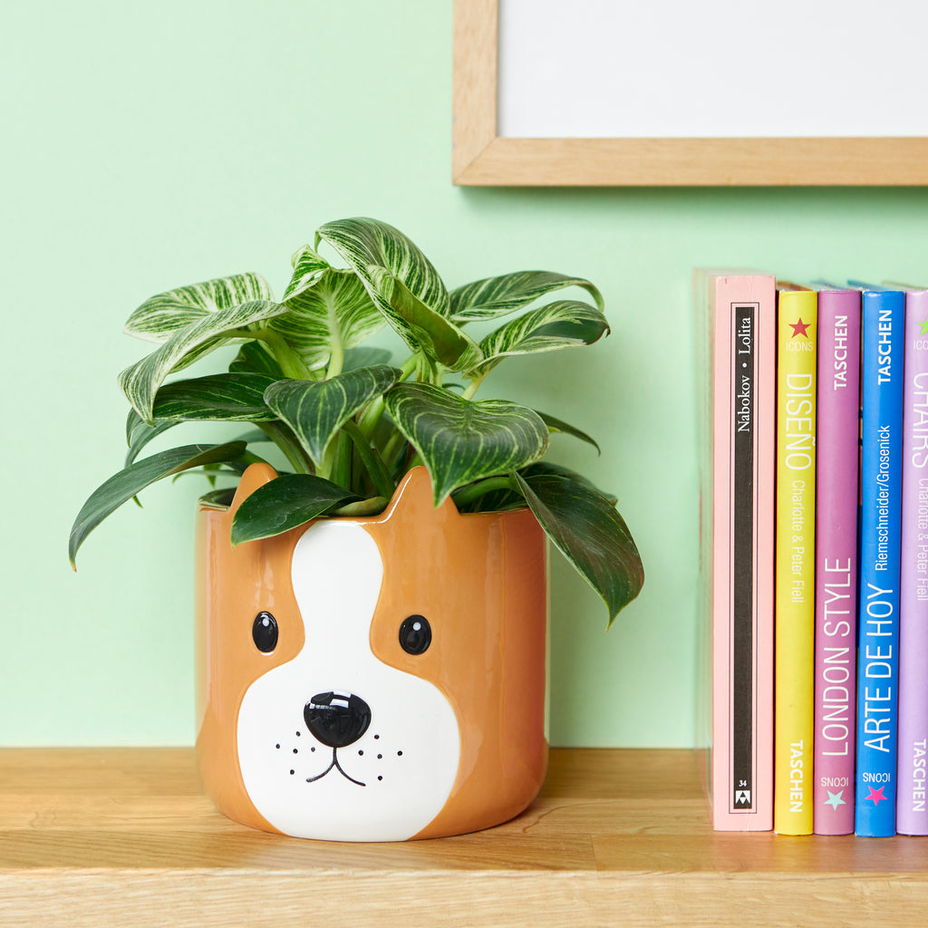 Pot de fleurs Woof!