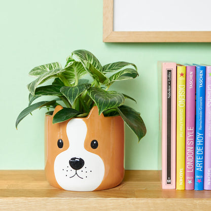 Pot de fleurs Woof!