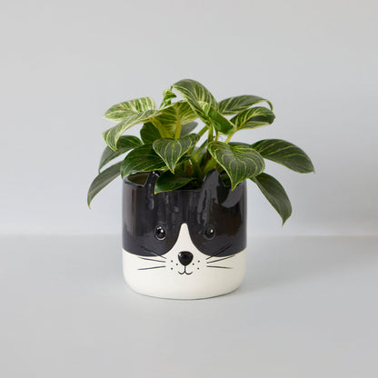 Pot de fleurs Kitty