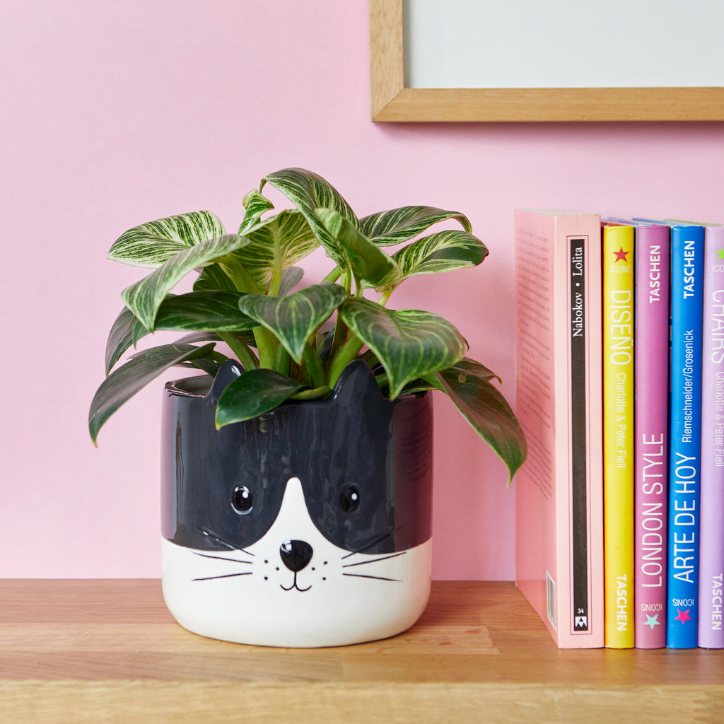 Pot de fleurs Kitty
