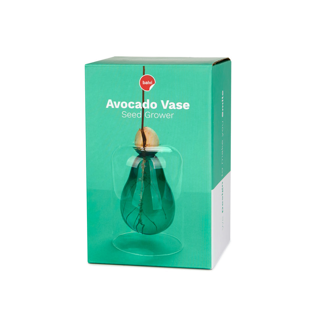 Avocado Vase Seed Grower
