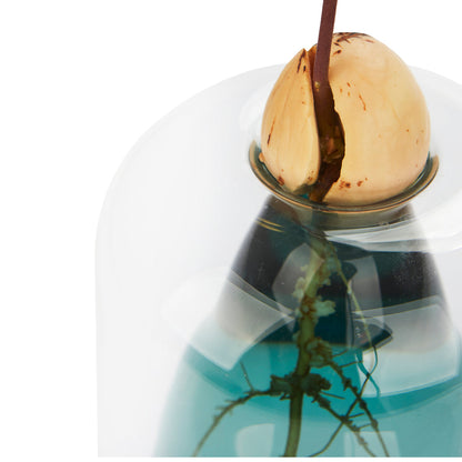 Vase de germination Avocado Vase
