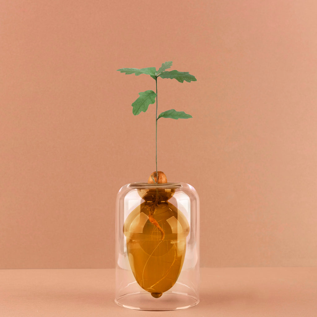 Acorn Vase Seed Grower