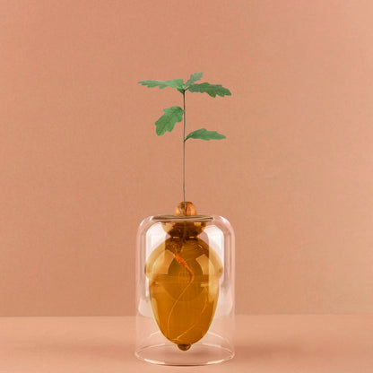 Vase de germination Acorn Vase