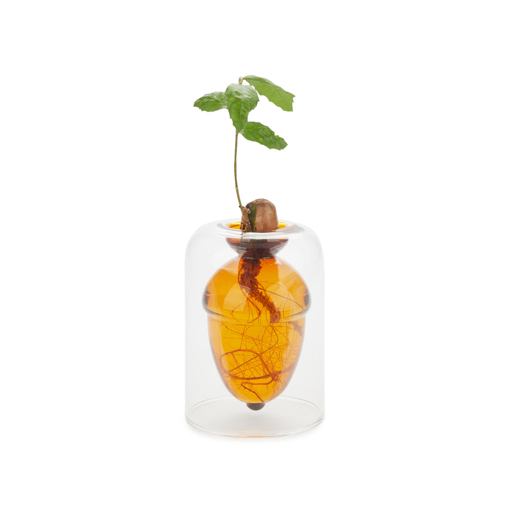 Acorn Vase Seed Grower