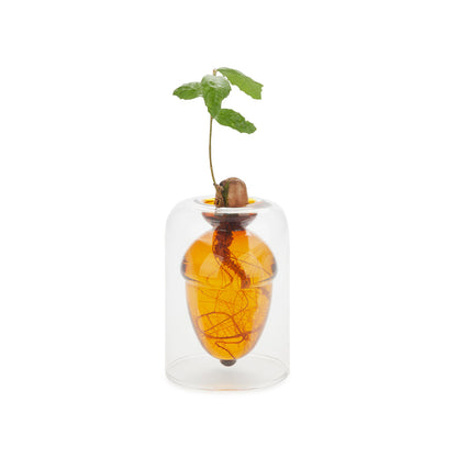 Acorn Vase Seed Grower