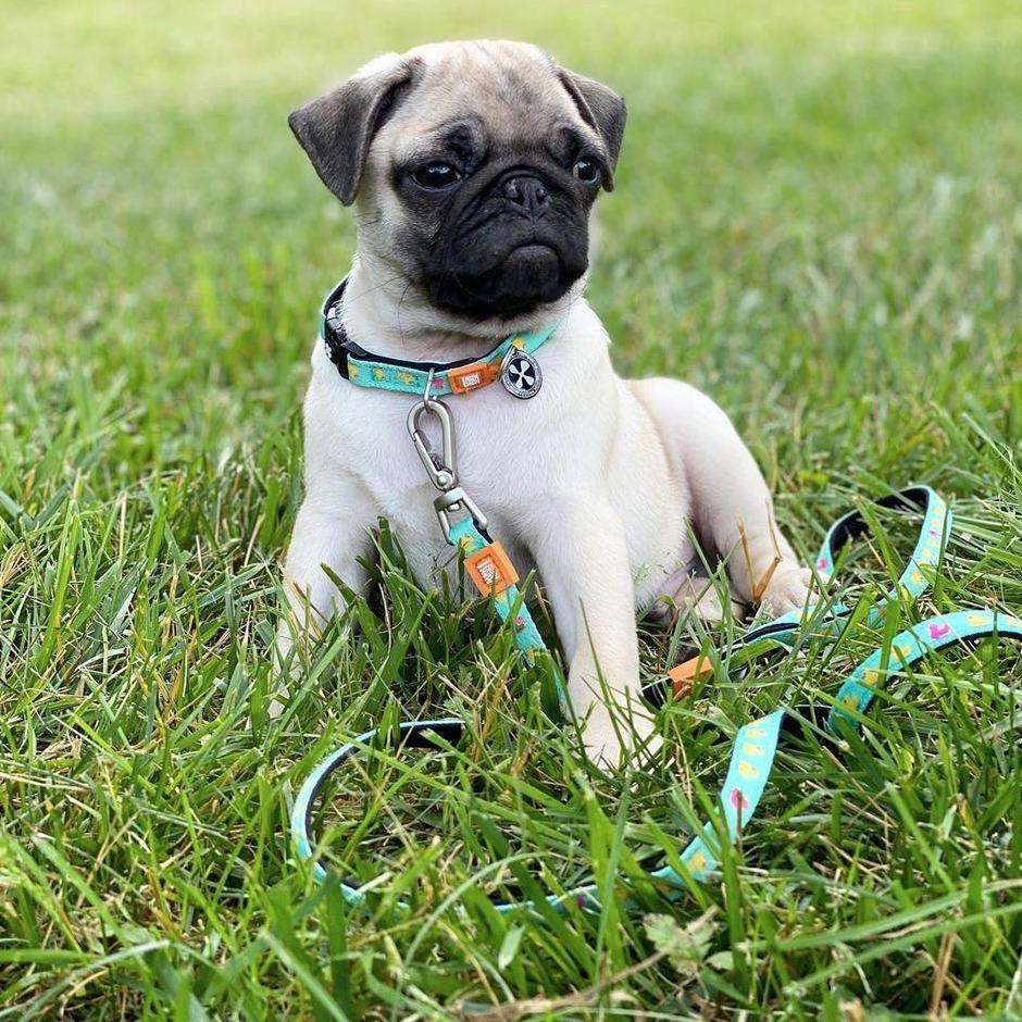 Multifunction Leash - Ducks