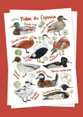 Carte Postale Canards d'Espagne