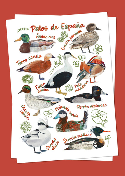 Spanish Ducks postcard