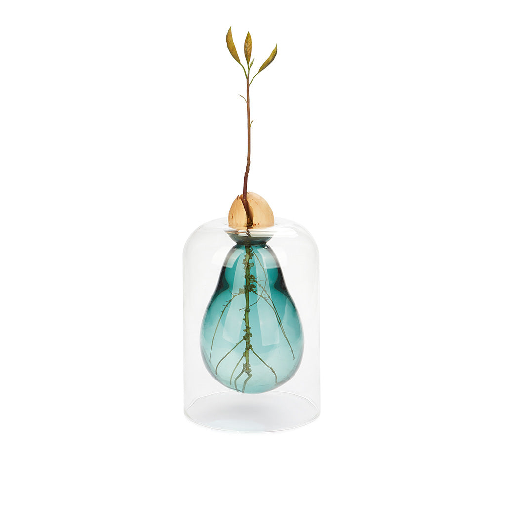 Avocado Vase Seed Grower