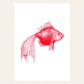 Carte postale Poisson Rouge