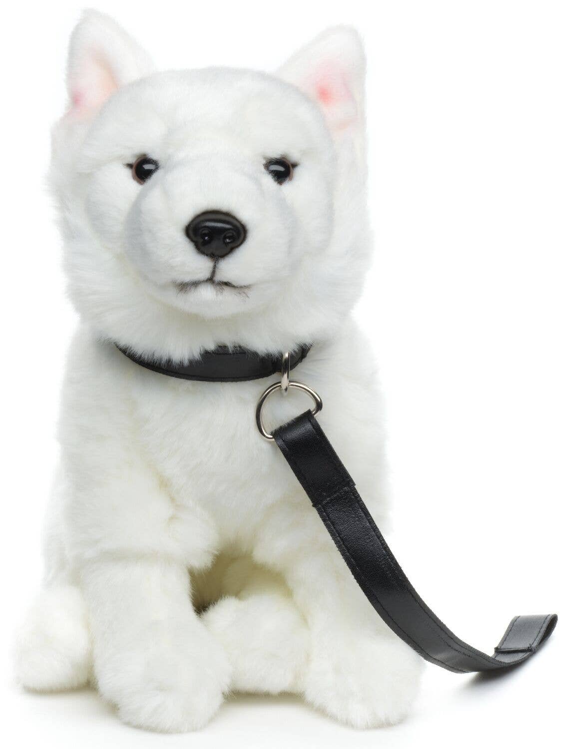 Plush Swiss Shepherd puppy, sitting, with leash