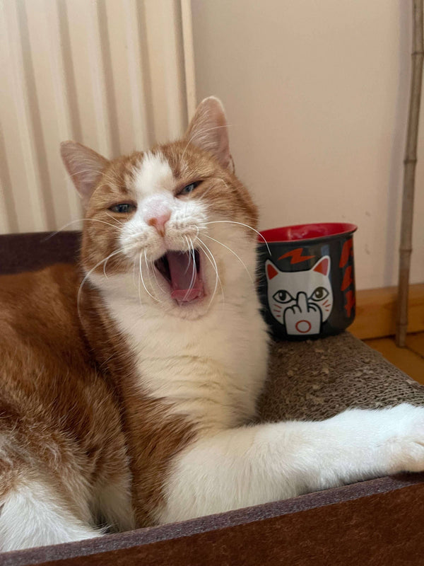 Lucky Cat Mug "F**k You Neko"