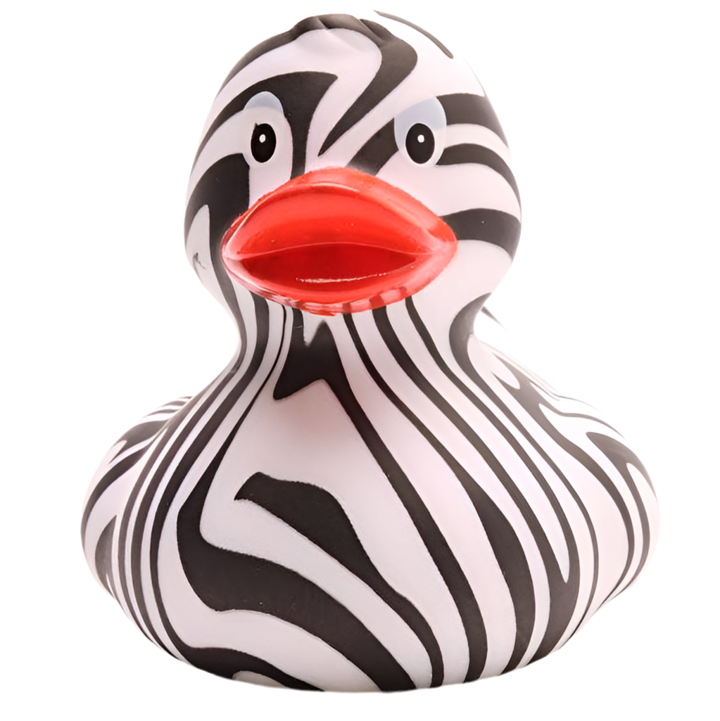 Canard zèbre