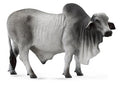 Figura Taureau Brahmane - (L)