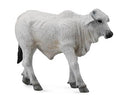 Figura Veau Brahmane - (S)