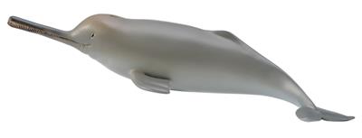 Dolphin of the Ganges - (M)