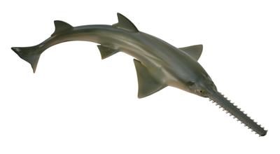 Collecta Animaux marins (M): POISSON-SCIE 16x3.3cm