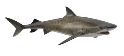 Collecta Animaux marins (L): REQUIN-TIGRE 16.5x5cm