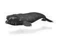 Figur Baleine Franche - (XL)