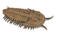 Figurine Trilobite Redlichia Rex - (L)