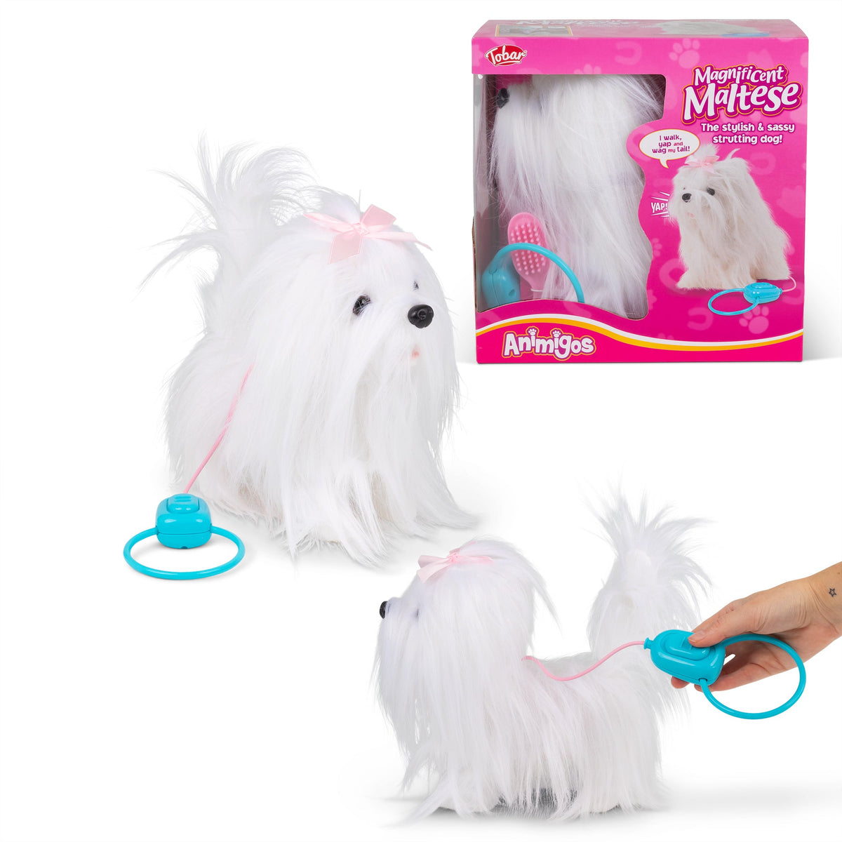 Bichon maltais