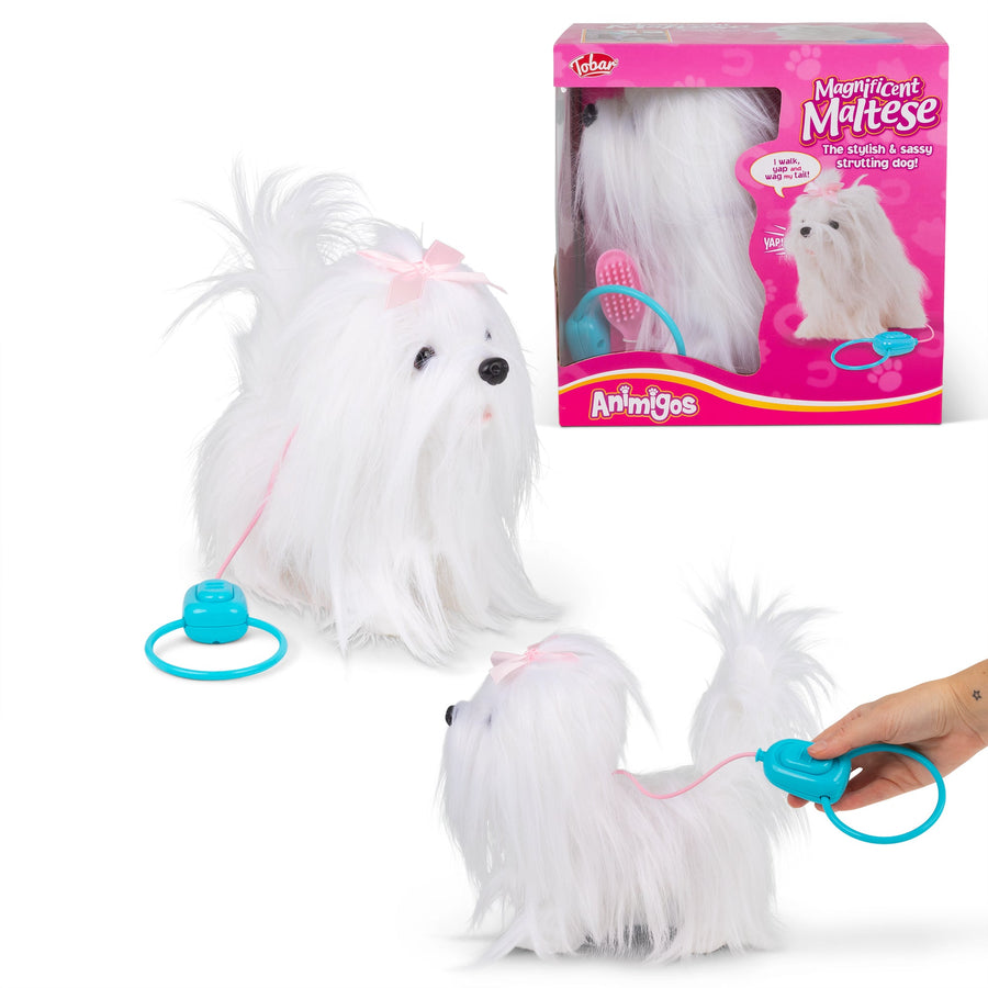 Bichon maltais