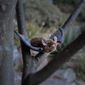 Peluche Animigos Chauve-Souris