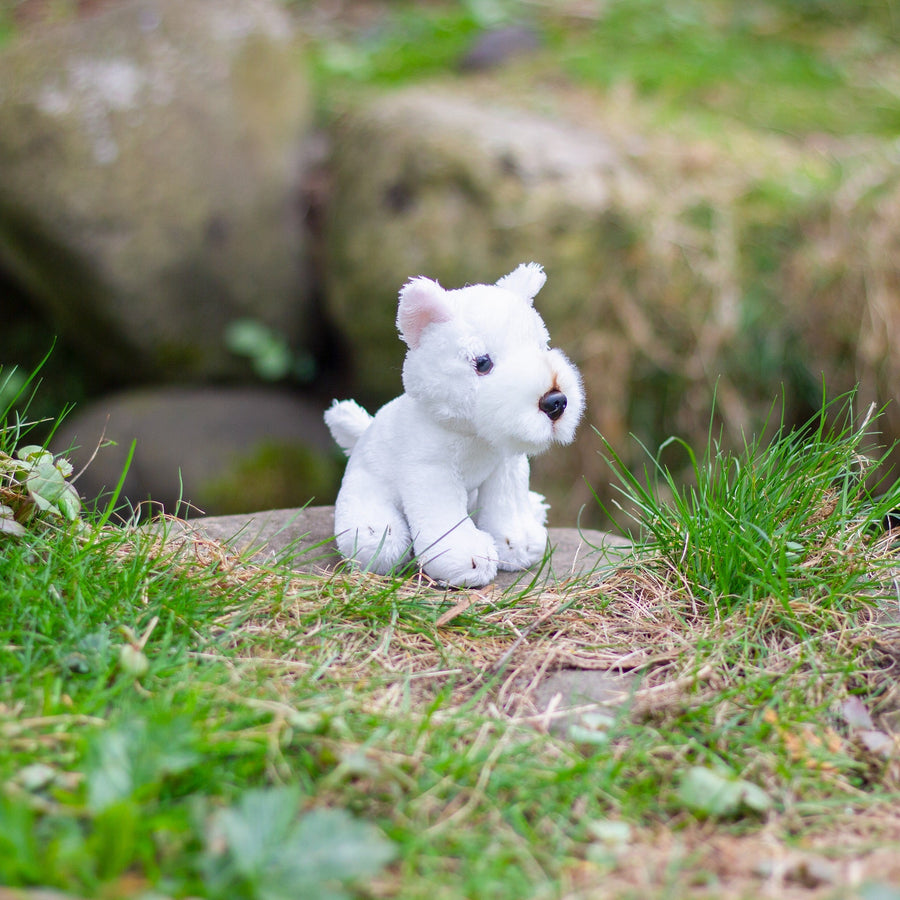 Westie