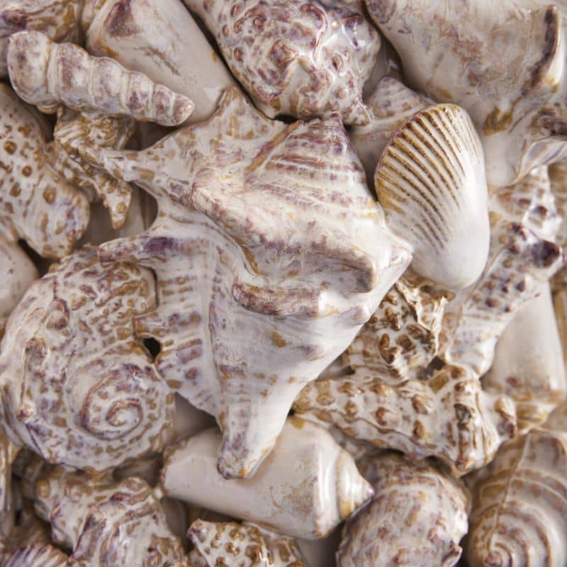 Seashell Vase, Natural Stoneware L