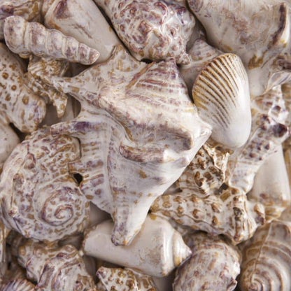 Seashell Vase, Natural Stoneware L